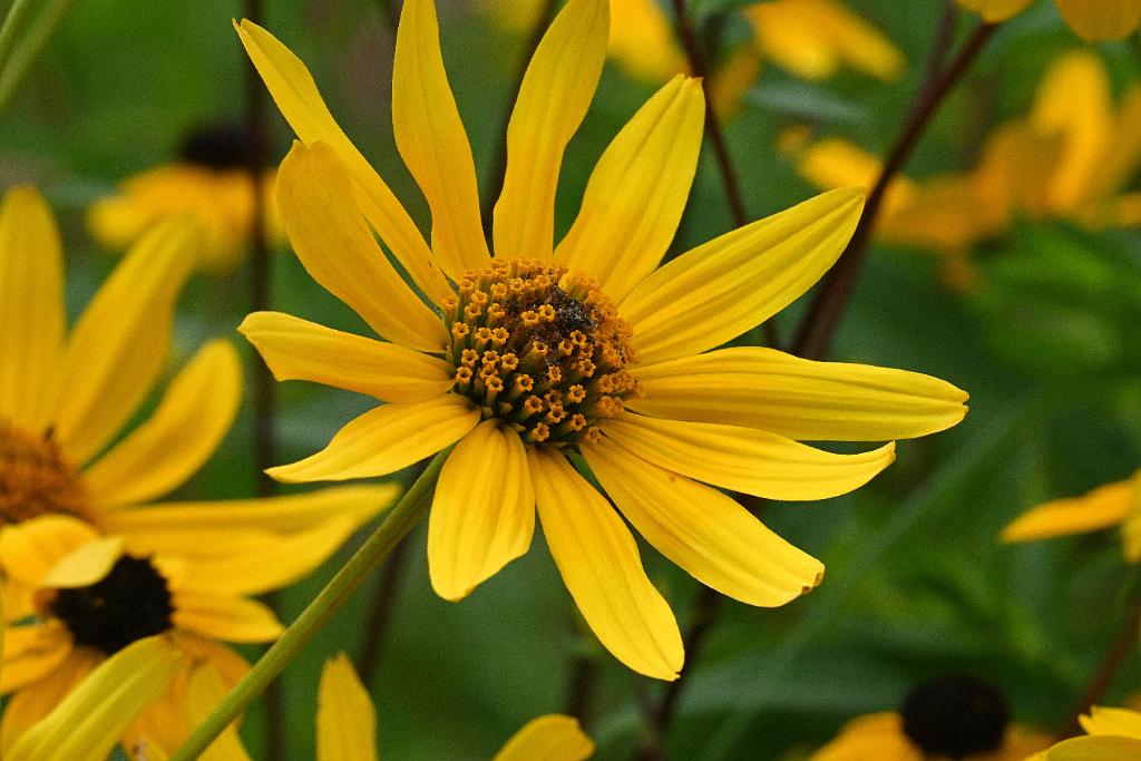 2025-08270228 Tower Hill Botanic Garden, MA.JPG - Jerusalem Artichoke (Helianthus tuberosus). New England Botanic Garden at Tower Hill, MA, 8-27-2025